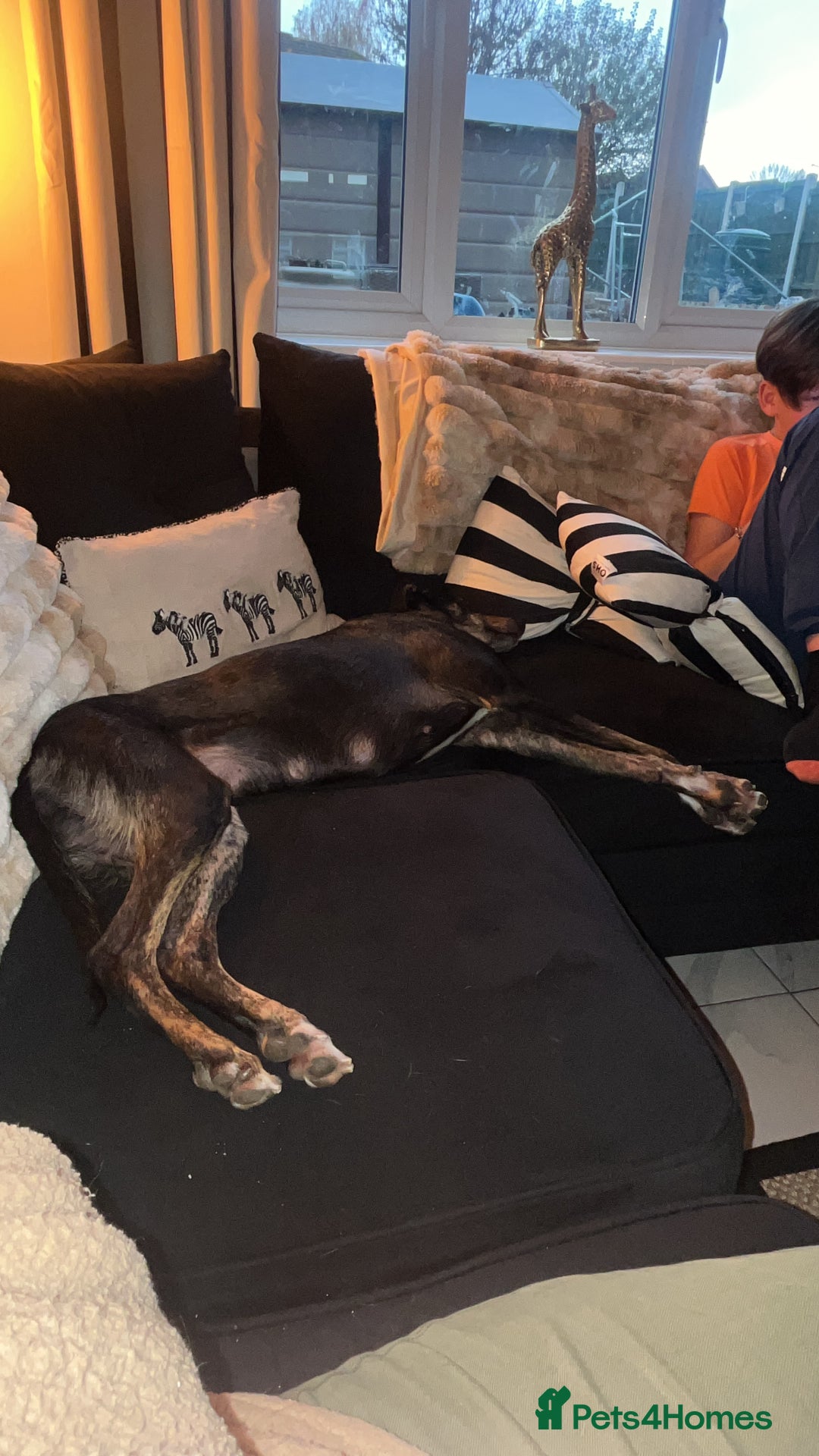Mixed Breed dogs for sale: Sweet Lurcher Girl - Advert 5