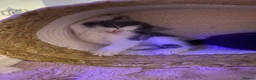 American Shorthair cats for sale: 2 girl kittens  - Advert 3
