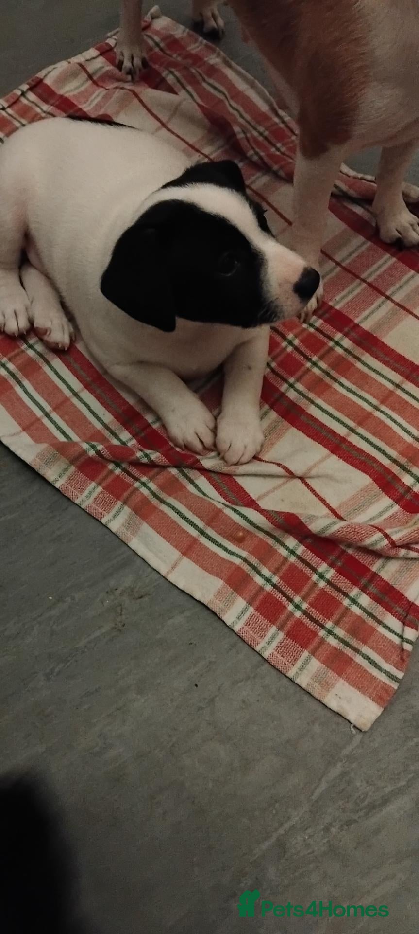 Jack Russell dogs Jack Russell puppy, last boy remaining - Advert 14
