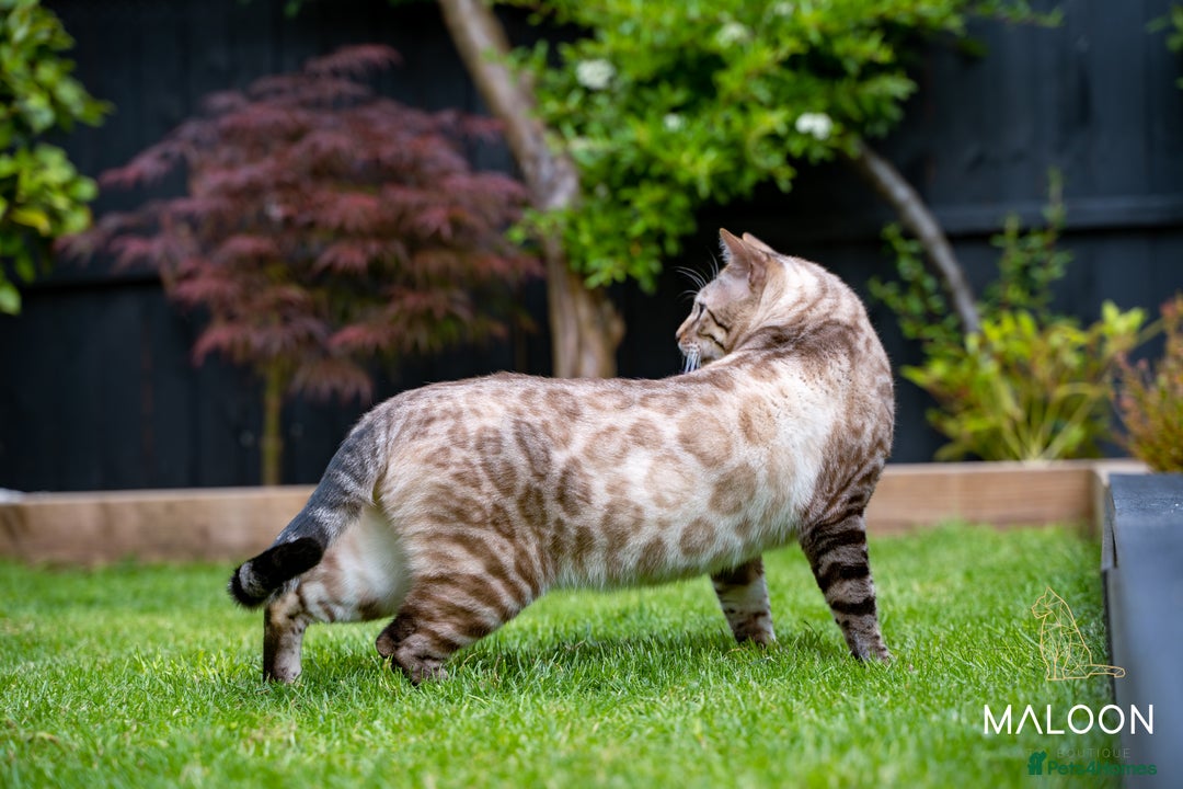 Bengal cats for sale: Majestic Blue-eyed Snow Bengal-TICA-Champion line - Image 25
