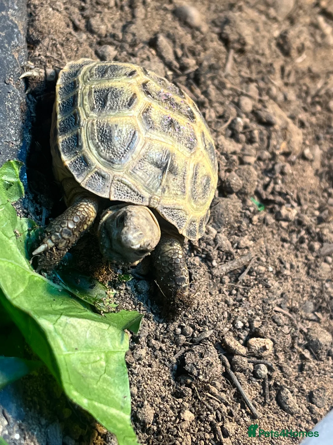 Tortoise reptiles for sale: Tortiose and full set up in Southend-on-Sea - Advert 1