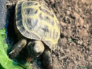 Tortoise reptiles Tortiose and full set up - Advert 3