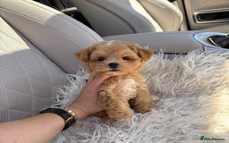 Maltipoo dogs for sale: Adorable Maltipoo Puppies for Sale! 🐾❤️ - Image 3