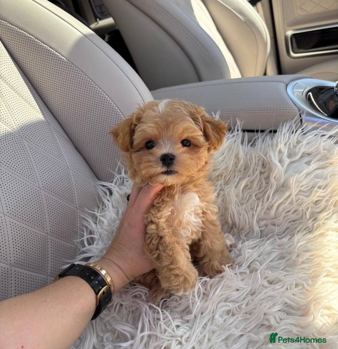 Maltipoo dogs for sale: Adorable Maltipoo Puppies for Sale! 🐾❤️ - Image 3