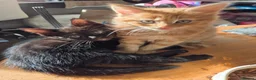 Mixed Breed cats for sale: 8 week old kittens Ginger Tom and Silver girl - Advert 1
