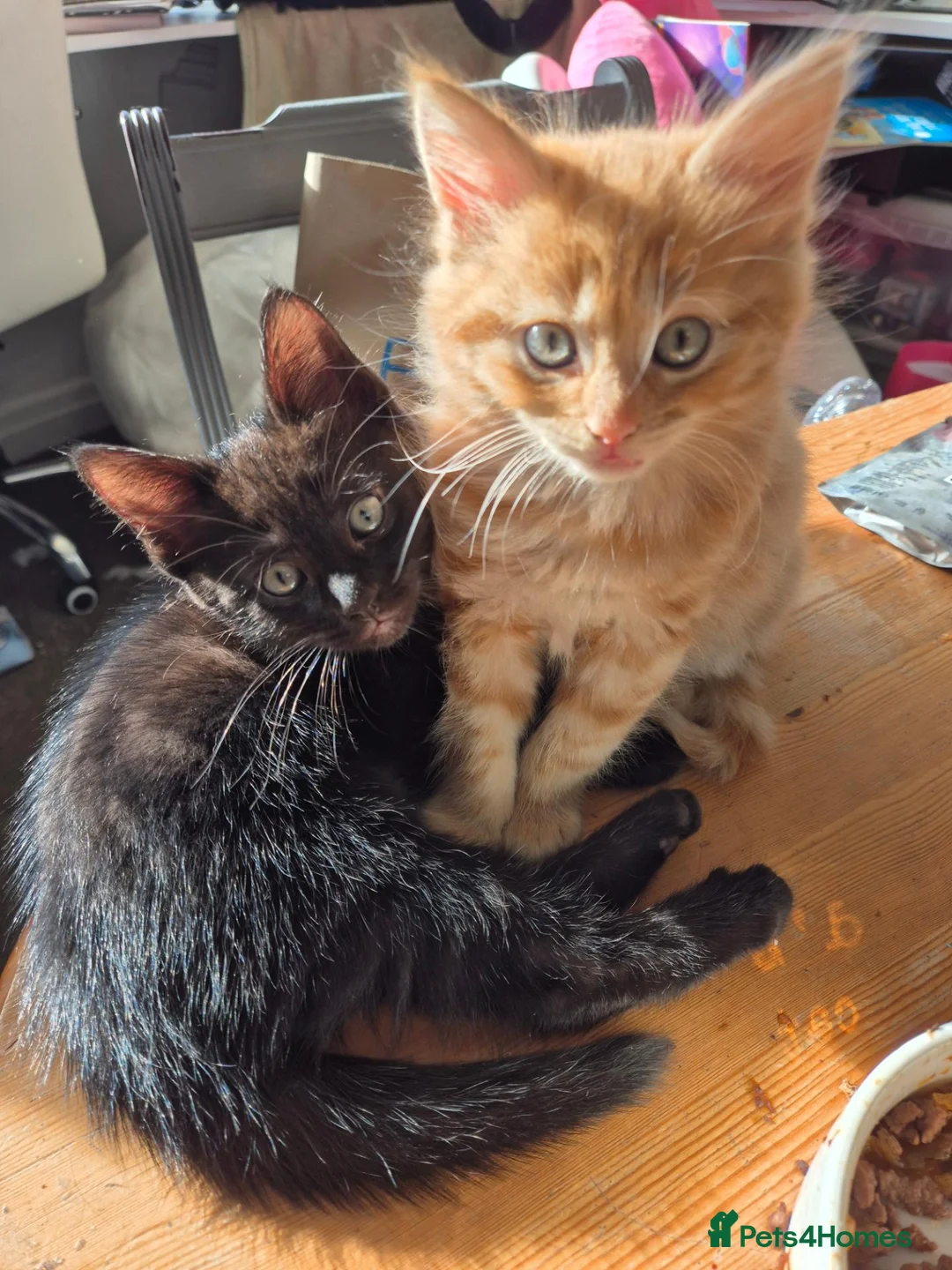 Mixed Breed cats for sale: 8 week old kittens Ginger Tom and Silver girl - Advert 1