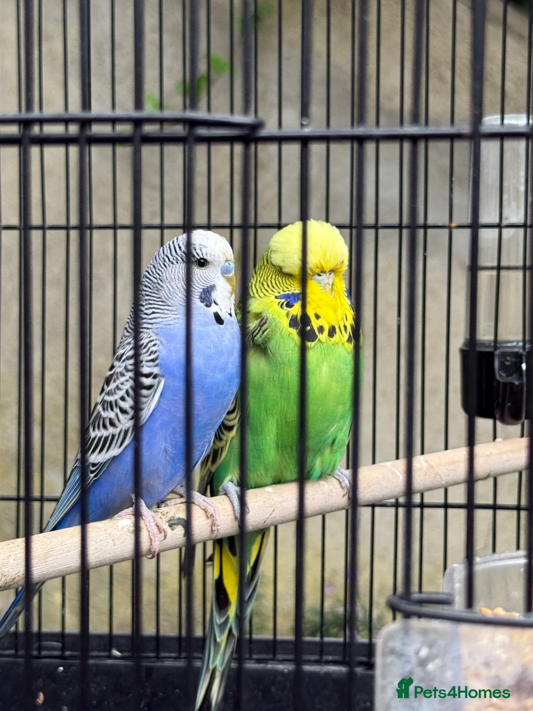 Budgerigars birds for sale: Pair of Budgies with Cage – £40 🐦 | in Leeds - Advert 2