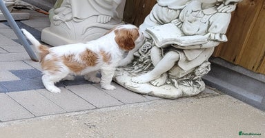 Cavalier King Charles Spaniel dogs - Advert 6
