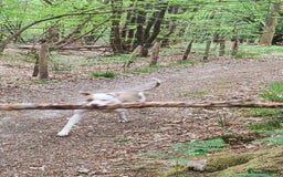 American Bulldog dogs for stud: American Bulldog for Studs  in Horley - Image 4