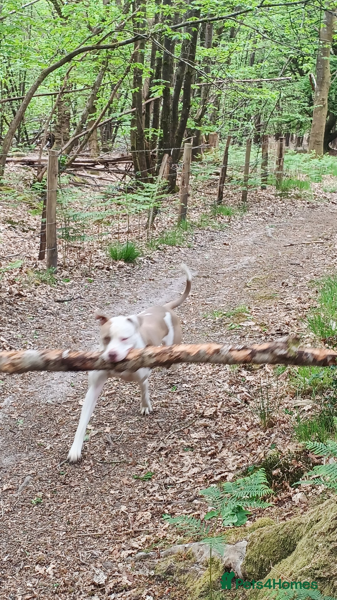 American Bulldog dogs for stud: American Bulldog for Studs  in Horley - Image 4