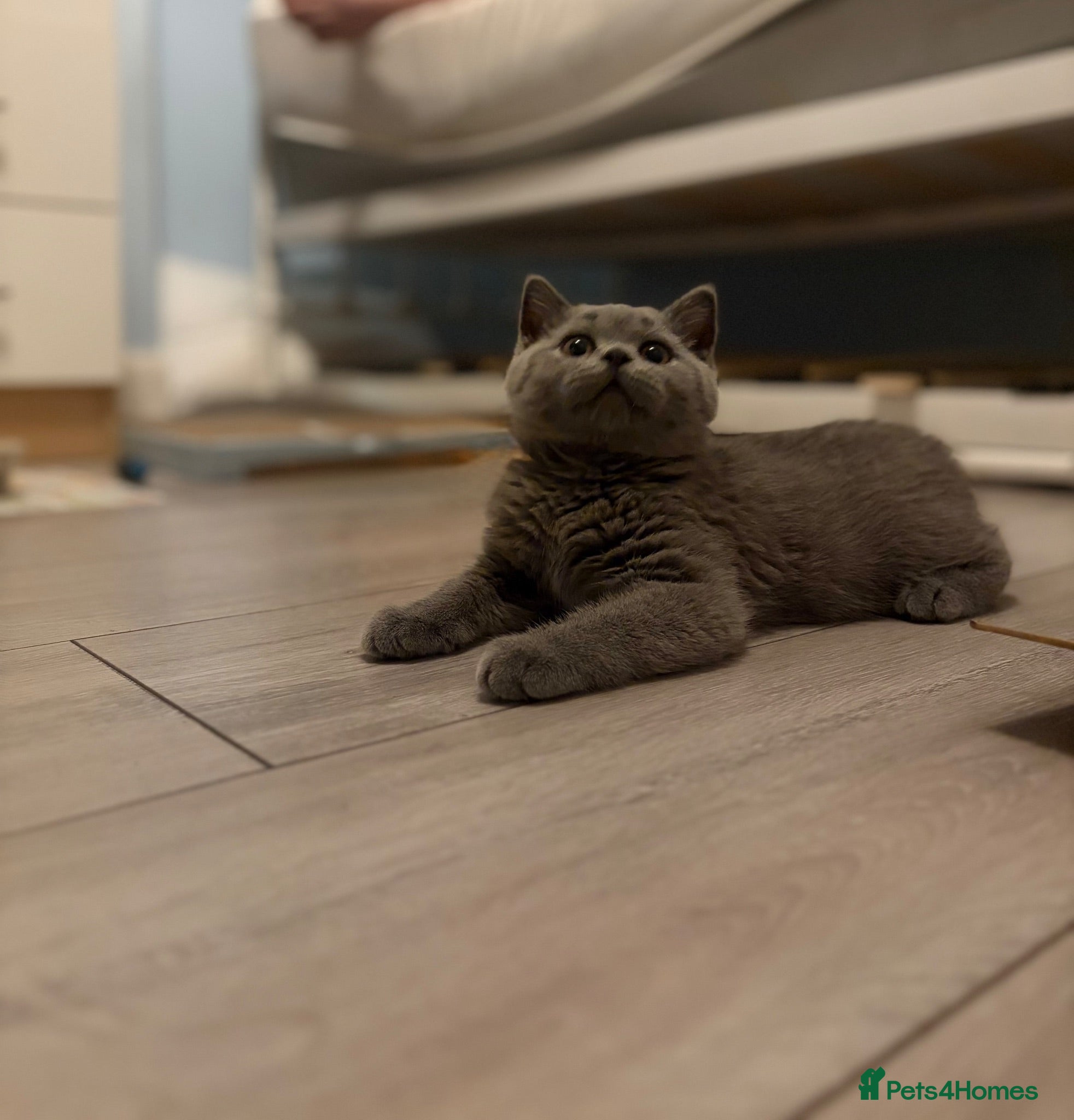 British Shorthair cats beautiful british short haired girl - Advert 5