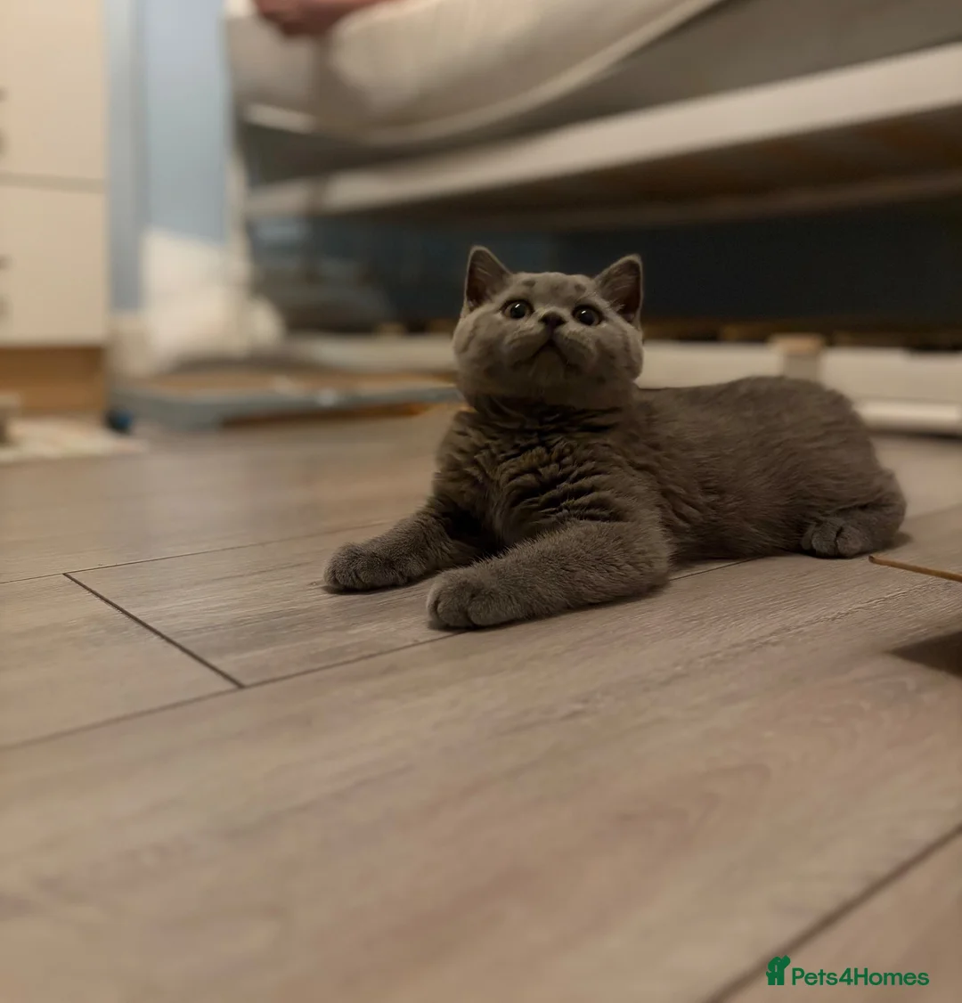 British Shorthair cats for sale: beautiful british short haired girl - Advert 1
