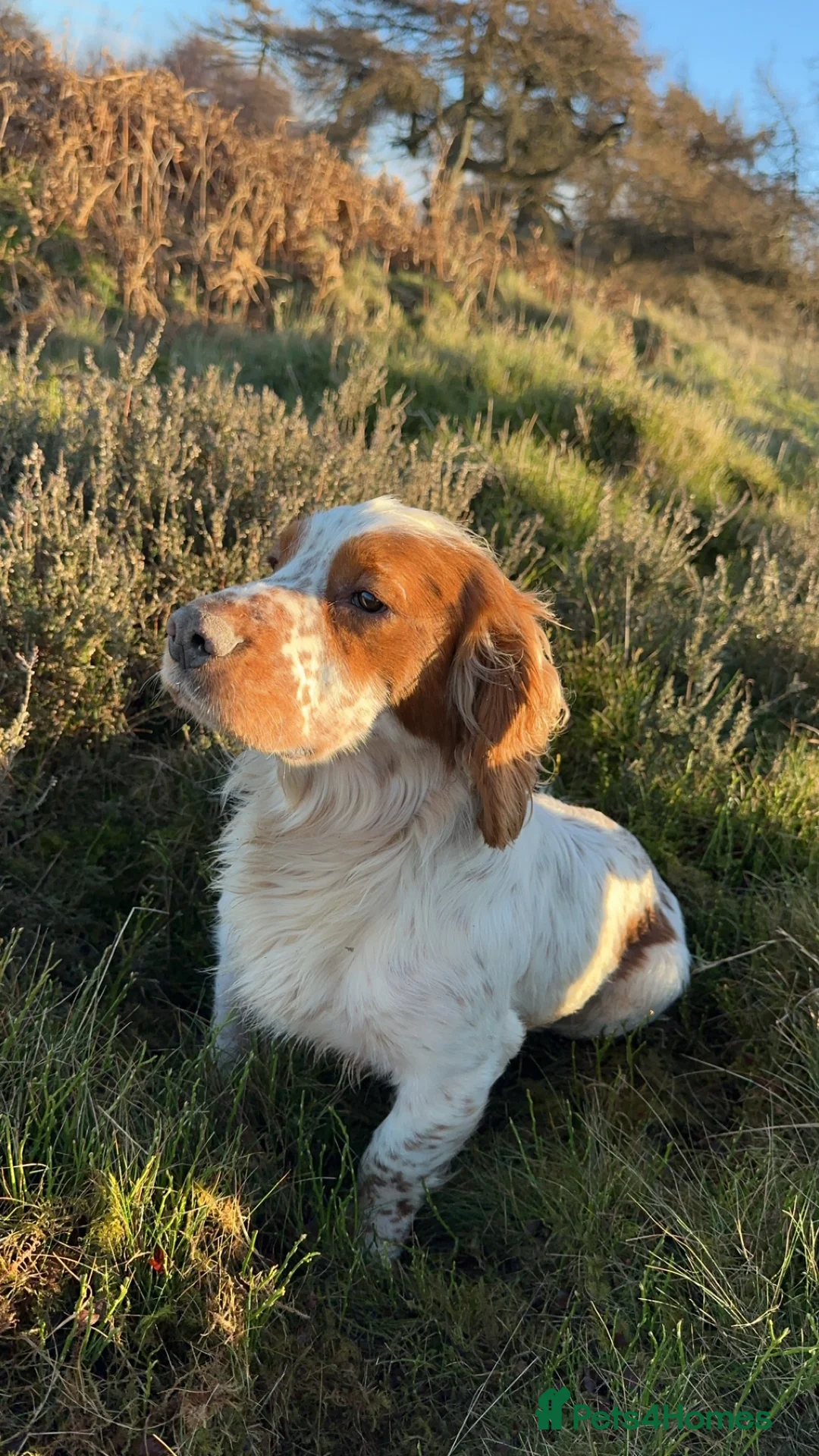 Cocker Spaniel dogs for stud: Kentwone Bayley in Carlisle - Advert 8