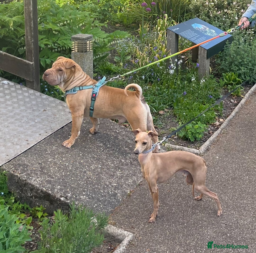 Italian Greyhound dogs for stud: Tiny stud with HUGE personality - Advert 12