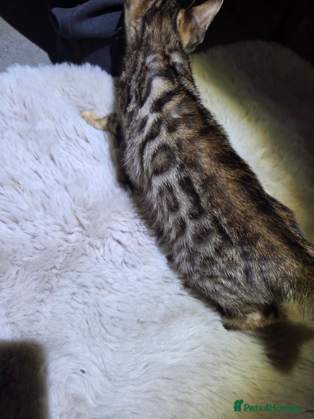 Bengal cats for sale:  1 stunning male bengal kitten (reduced price) - Image 23