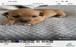 Mixed Breed dogs for sale: 5 Jack Russell x miniature dashound puppies £800 - Image 5