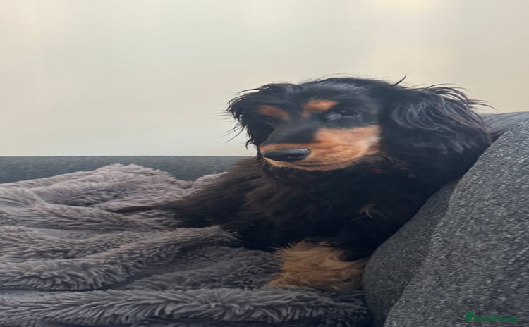 Cocker Spaniel dogs - Advert 1