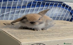 Mini Lop rabbits for sale: Baby pure bred mini lop rabbits - Image 2