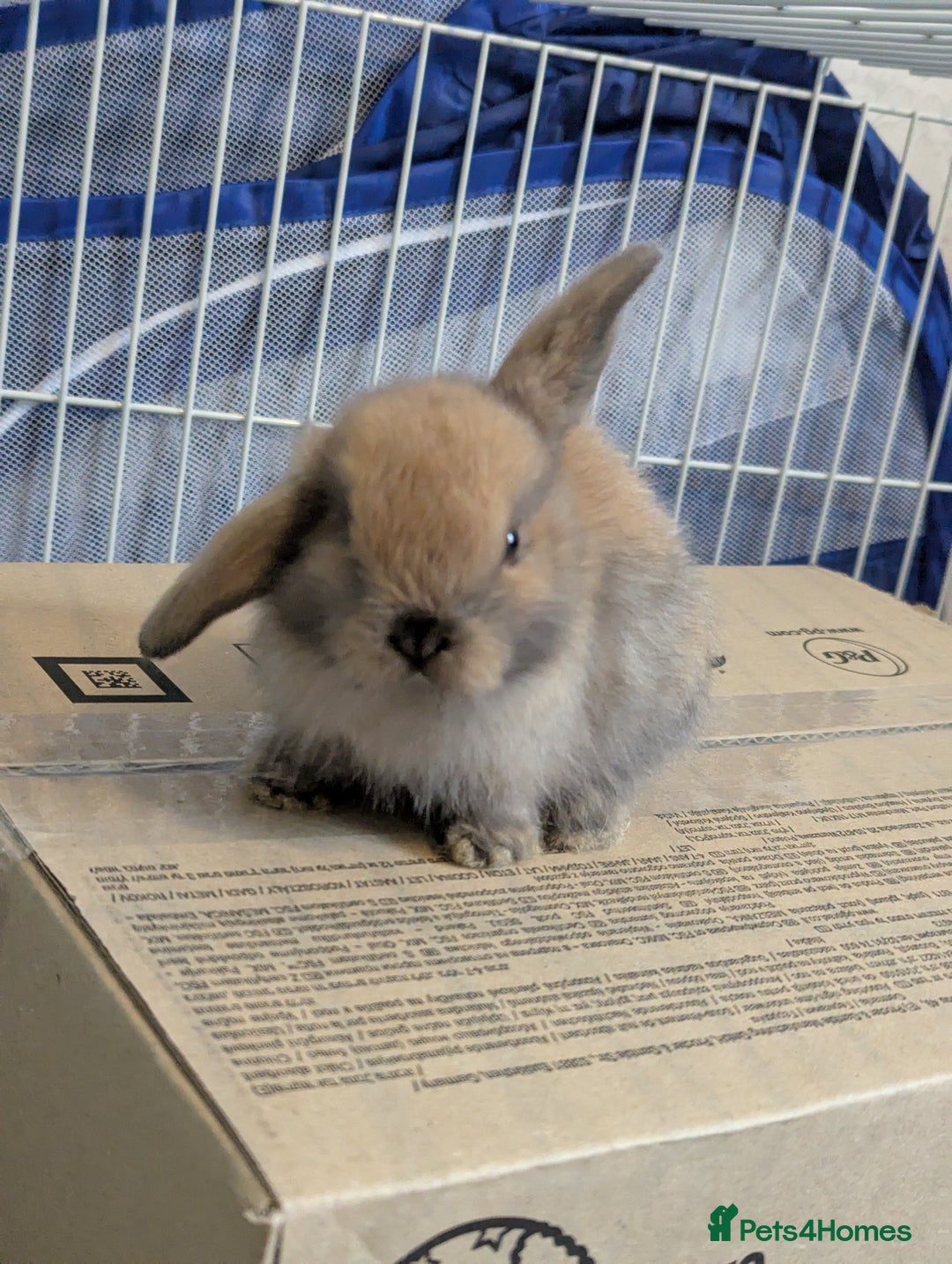 Mini Lop rabbits for sale: Baby pure bred mini lop rabbits - Image 2