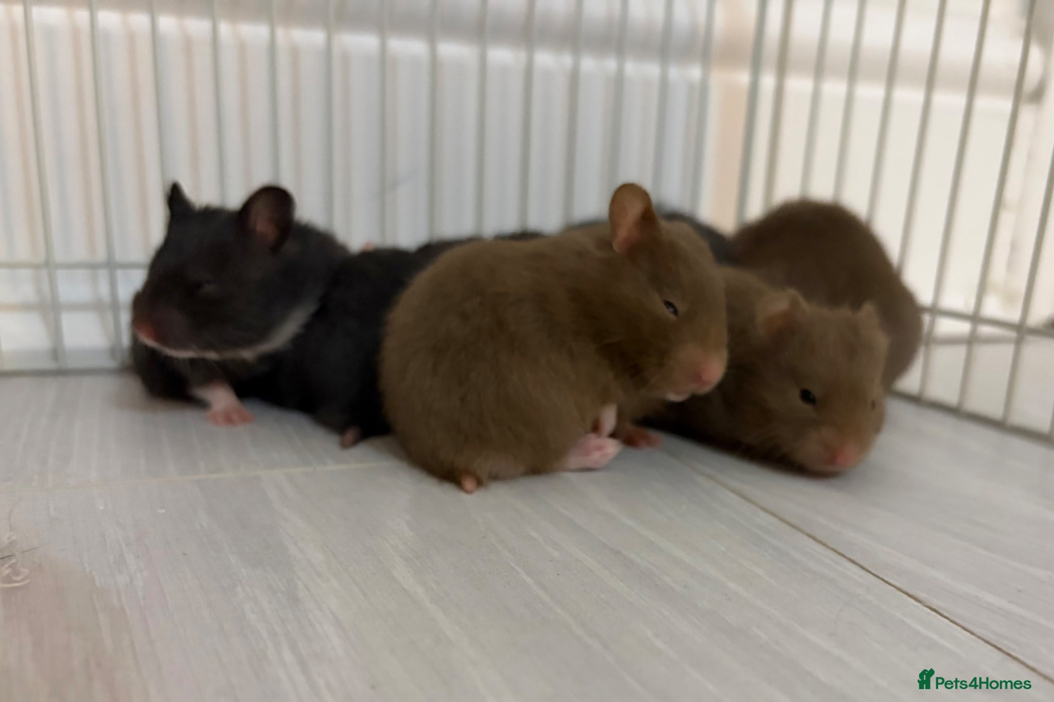 Hamster rodents Syrian Hamster Pups / Babies Black Brown  - Advert 12