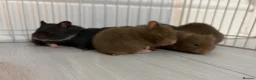 Hamster rodents for sale: Syrian Hamster Pups Babies Black Brown  - Advert 14