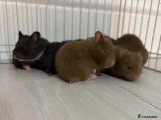 Hamster rodents Syrian Hamster Pups / Babies Black Brown - Advert 12
