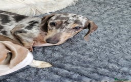 Dachshund dogs for sale: 2 Loving Miniature Dachshunds–Must Stay Together - Image 17