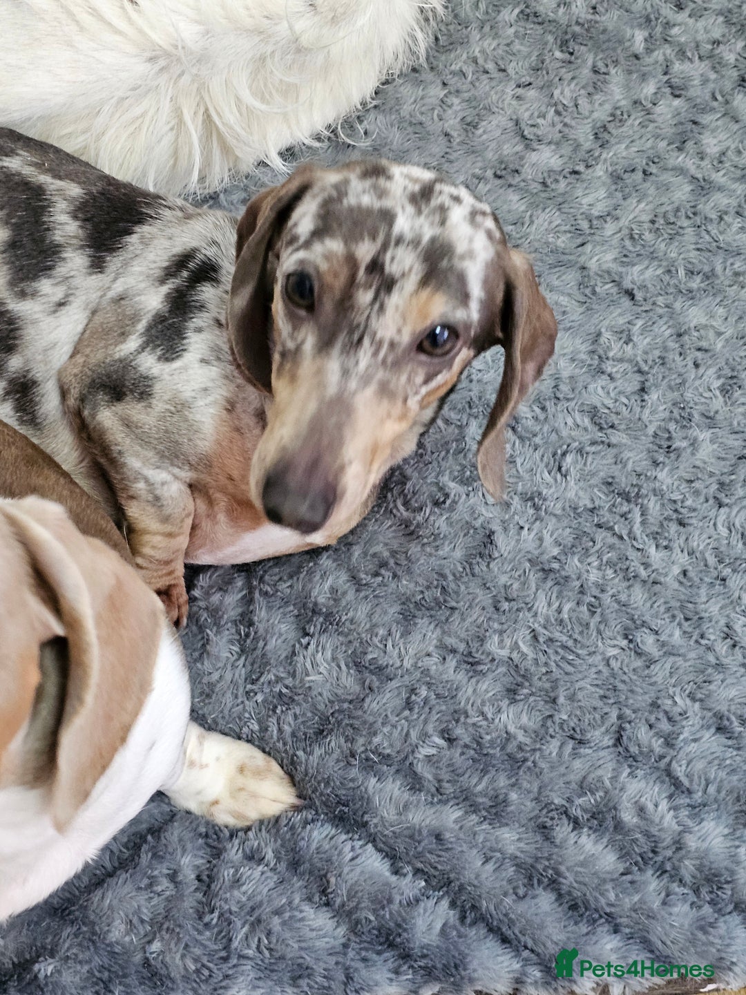 Dachshund dogs for sale: 2 Loving Miniature Dachshunds–Must Stay Together - Image 17