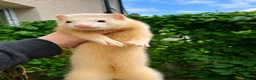 Ferret rodents for sale: Angora hob kits in Solihull - Advert 3