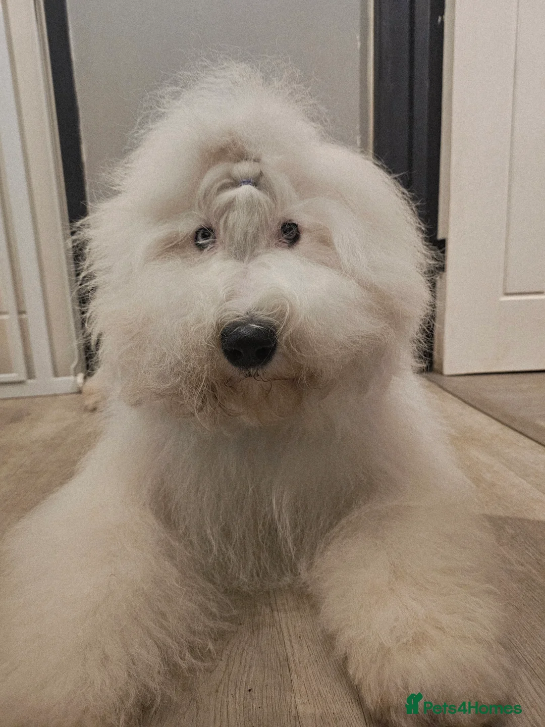 Old English Sheepdog dogs for sale: KC Old English Sheepdog PUPPIES EXPECTED - Advert 3
