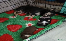 Frug dogs for sale: Frug Puppy **1 left** - Advert 1