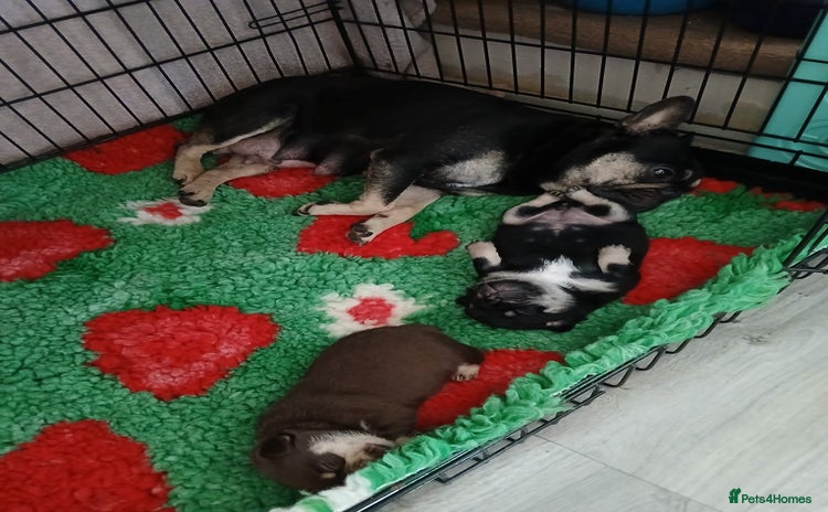 Frug dogs Frug Puppy **1 left** - Advert 4