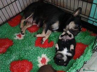 Frug dogs Frug Puppy **1 left** - Advert 17