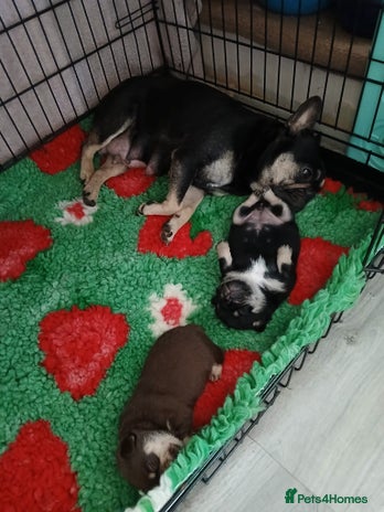 Frug dogs Frug Puppy **1 left** - Advert 3