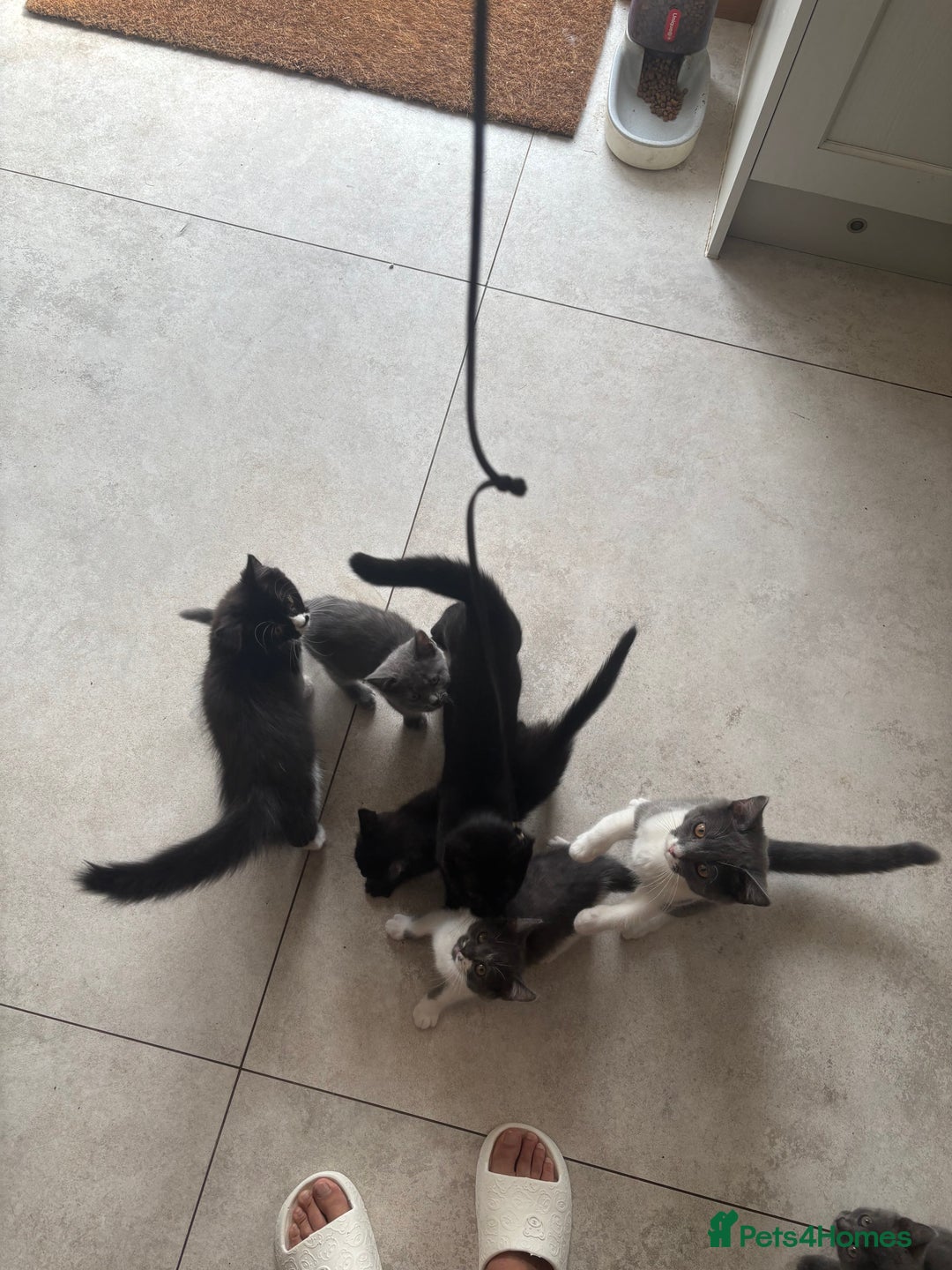 Mixed Breed cats for sale: Ready for new home!  - Image 9