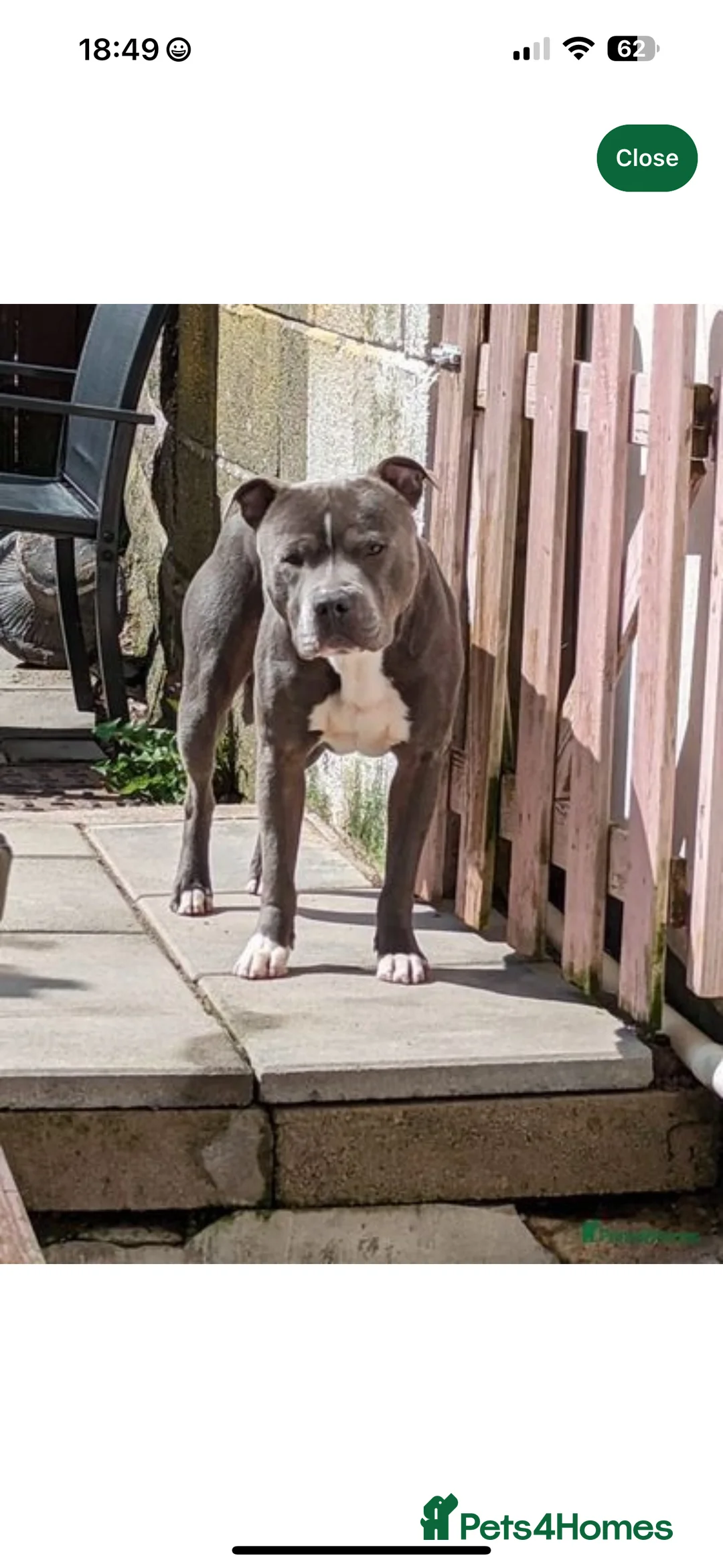 Staffordshire Bull Terrier dogs for sale: Staffy puppy for sale - Advert 22
