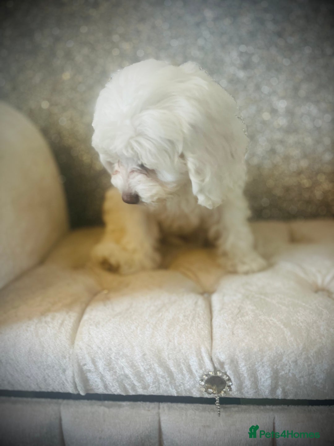 Cockapoo dogs for sale: Stunning f1b cockapoos  - Image 7