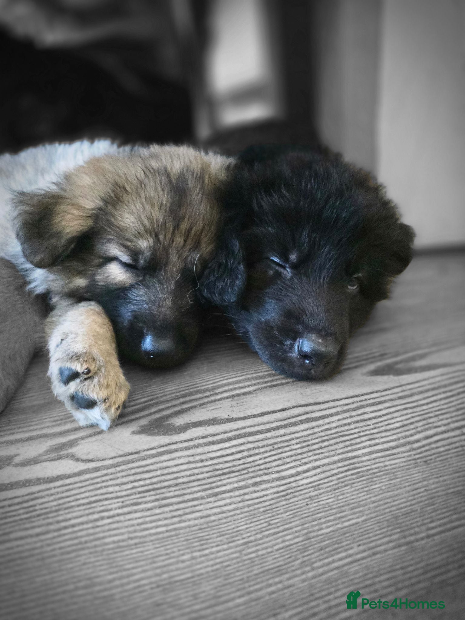 German Shepherd dogs 💥 READY TO LEAVE💥💕Lunas pups 💕 - Advert 13