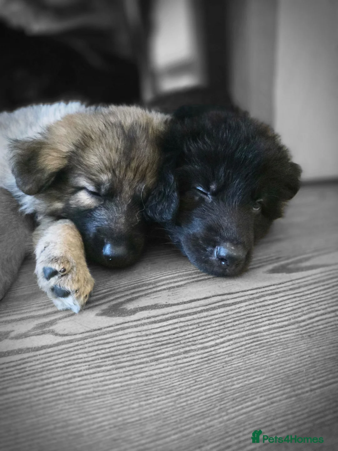 German Shepherd dogs for sale: 💥 READY TO LEAVE💥💕Lunas pups 💕 - Advert 2