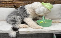 Old English Sheepdog dogs for stud: KC registered Old English Sheepdog for stud in Consett - Image 7
