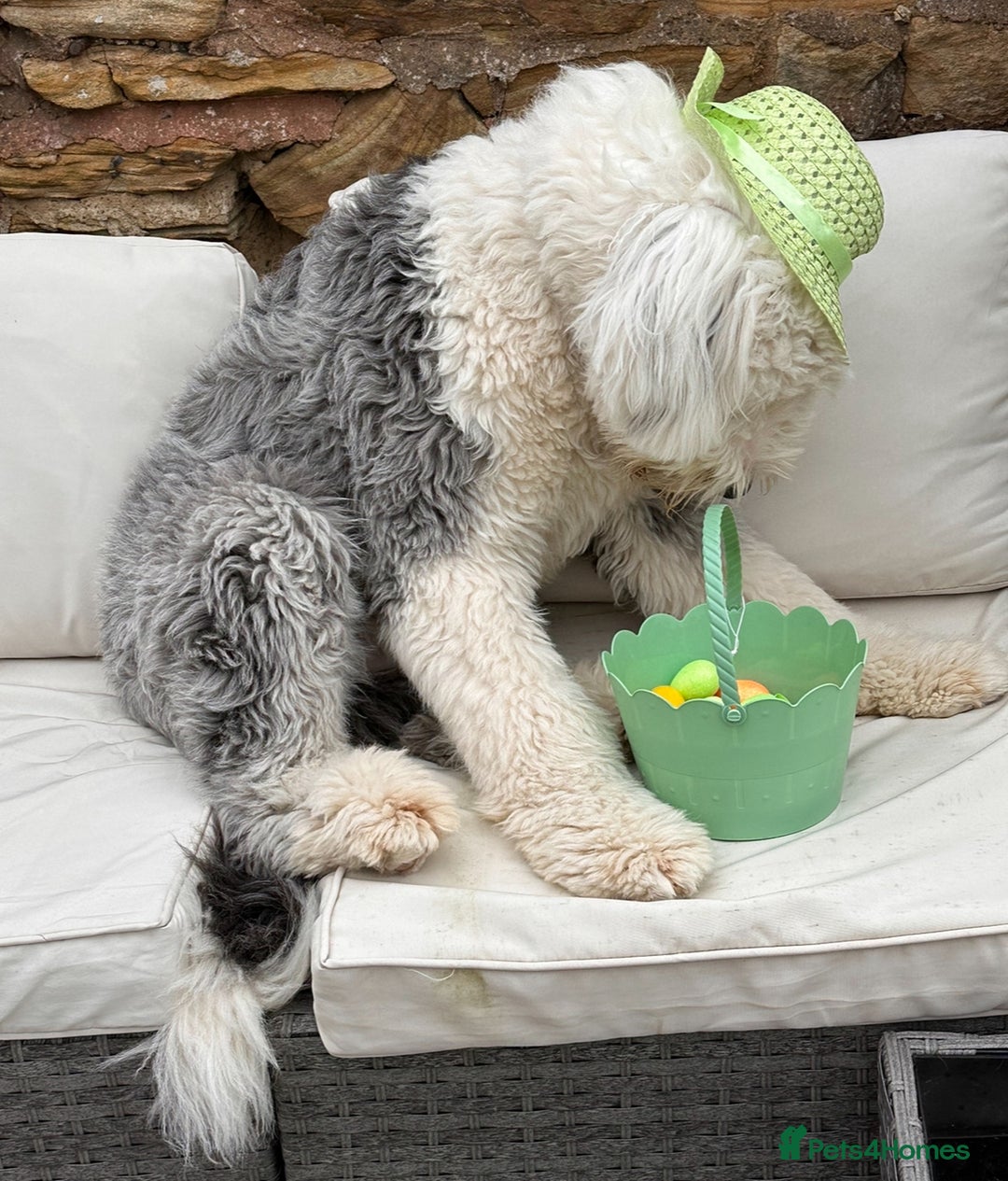 Old English Sheepdog dogs for stud: KC registered Old English Sheepdog for stud in Consett - Image 7
