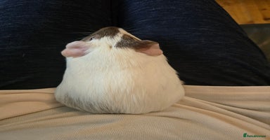 Guinea Pig rodents - Advert 16