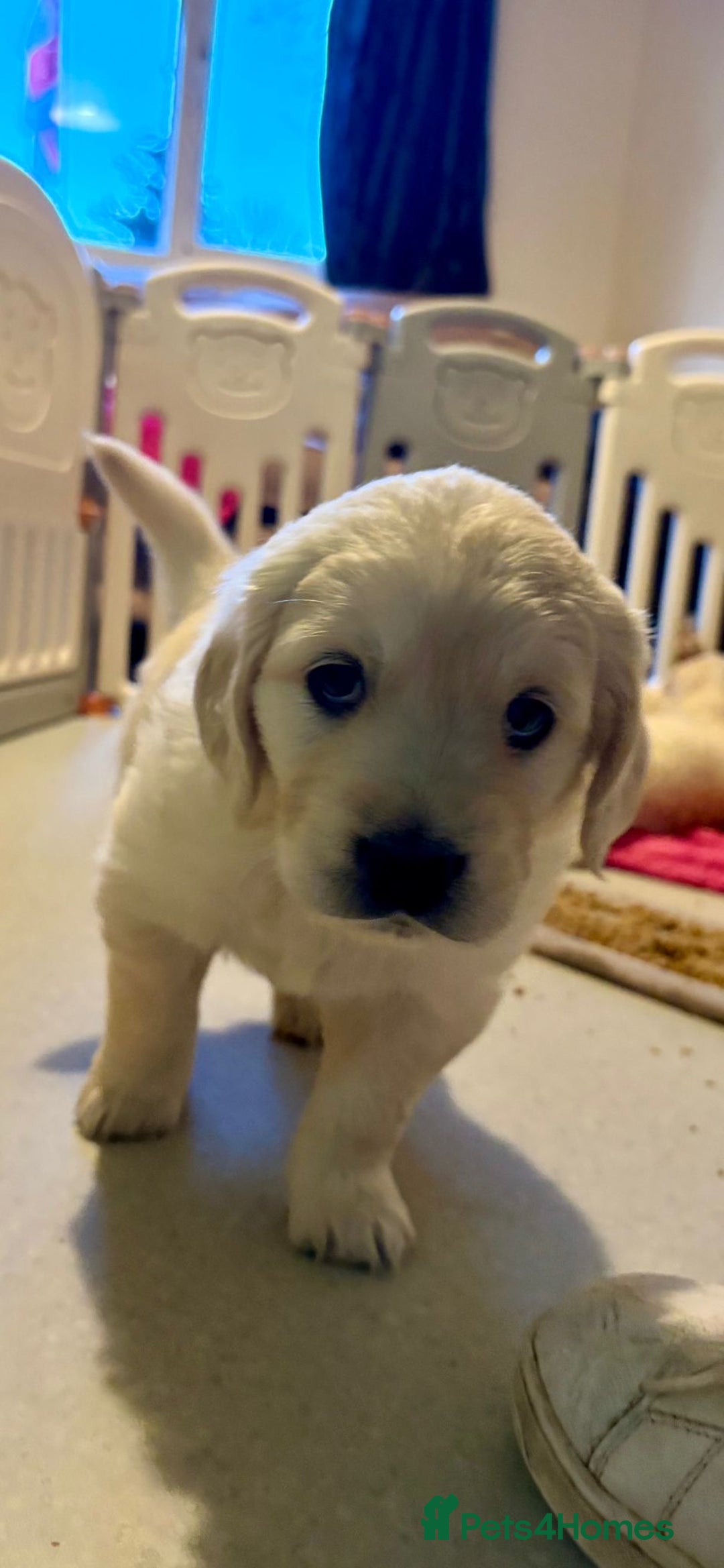 Golden Retriever dogs for sale: Golden Retrievers, Stunning Litter , Certificates  - Advert 7