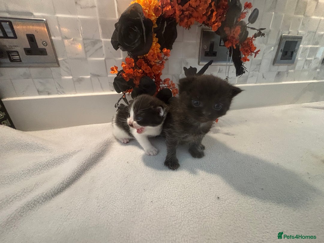 Mixed Breed cats for sale: Mixed British shorthair kittens! 🐈‍⬛  - Image 3