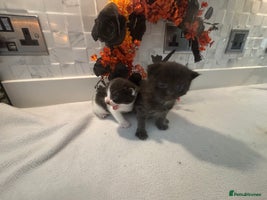 Mixed Breed cats - Advert 4