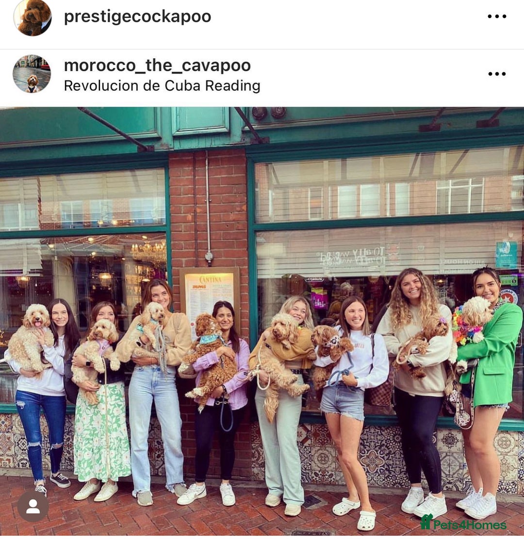 Cavapoo dogs for sale: Extensively Health Tested F1b Cavapoo Puppies  - Advert 9