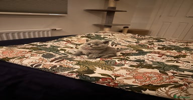 British Shorthair cats 3 beautiful British Shorthair Kittens  - Advert 2