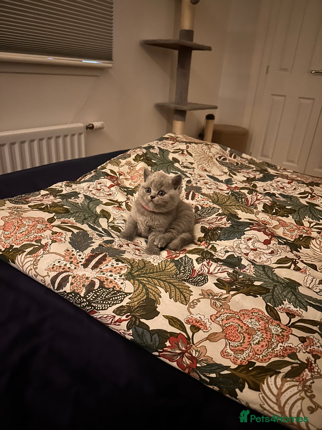 British Shorthair cats for sale: 3 beautiful British Shorthair Kittens  - Advert 3