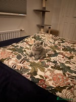 British Shorthair cats 3 beautiful British Shorthair Kittens - Advert 2