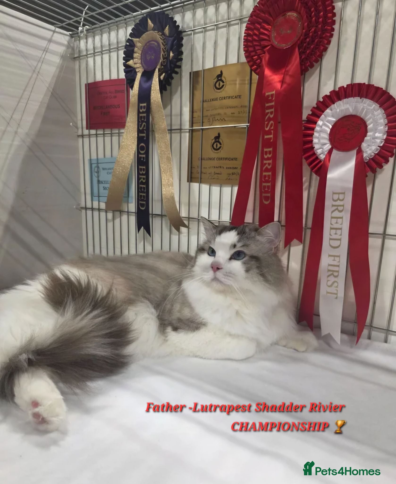 Ragdoll cats GCCF PEDIGREE CERTIFICATE KITTENS  - Advert 2